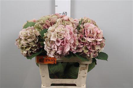 Hydrangea macrophylla 'Elbtal' (classic)