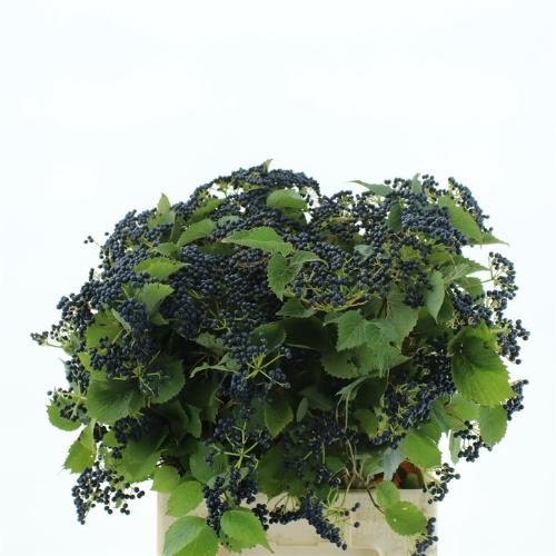 Viburnum dentatum per tak 'Blueberry Hill'