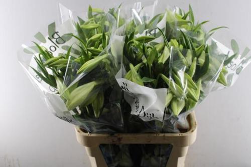 Lilium longiflorum 'White Heaven'