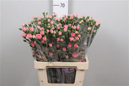 Dianthus tros Rascal Pink
