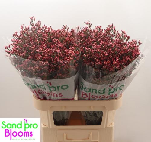 Limonium sinensis Maxima Diamond