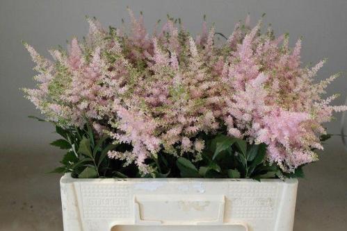 Astilbe Japonica Grp 'Europa'
