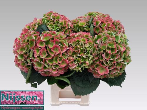 Hydrangea macrophylla Magical Opal (classic)