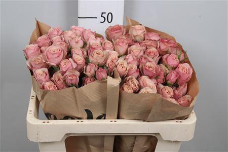 Rosa tros Destini