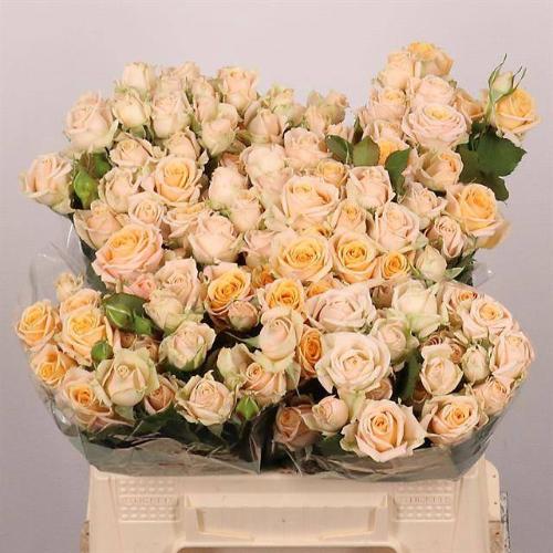 Rosa tros Trinity