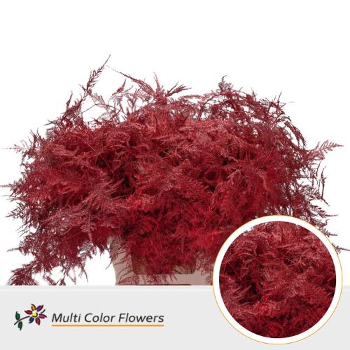 Asparagus overig kleurbehandeld H%