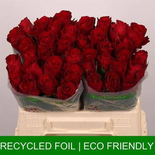 Rosa grootbloemig Madam Red