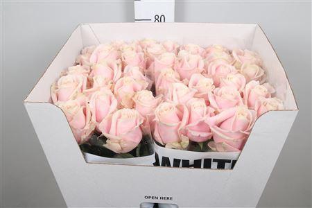 Rosa grootbloemig Sweet Avalanche +