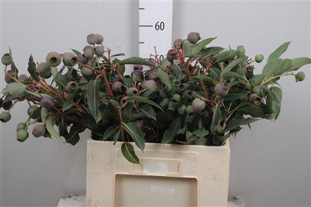 Eucalyptus overig met bes