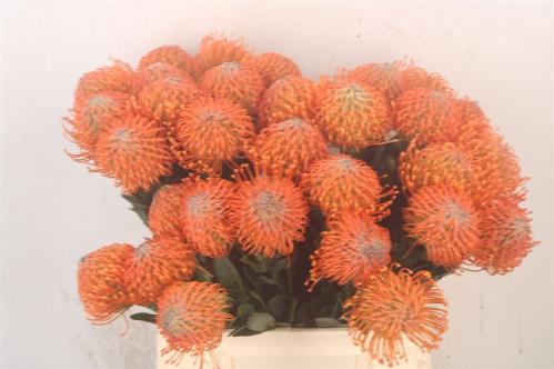 Leucospermum Ayoba Orange