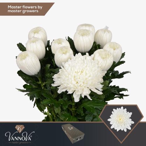 Chrysanthemum Indicum Grp geplozen Gagarin