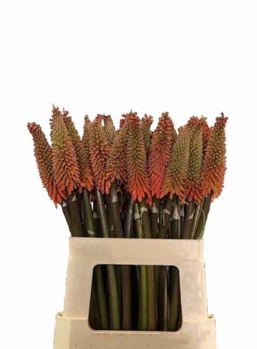 Kniphofia 'Alcazar'