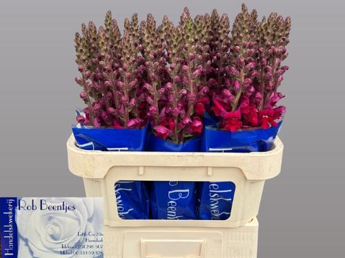 Antirrhinum majus 'Antibes Red'