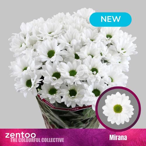Chrysanthemum (Indicum Grp) tros Mirana