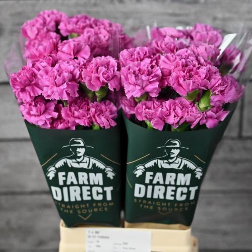 Dianthus standaard 'Farida'