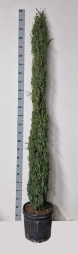 Cupressus sempervirens