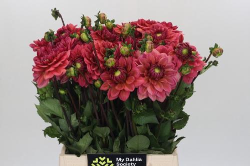 Dahlia (Decorative Grp) 'Salmon Runner'