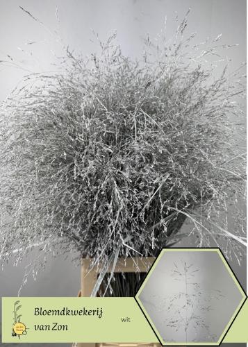 Siergras kleurbehandeld H%