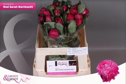 Paeonia Lactiflora Grp 'Red Sarah Bernhardt'