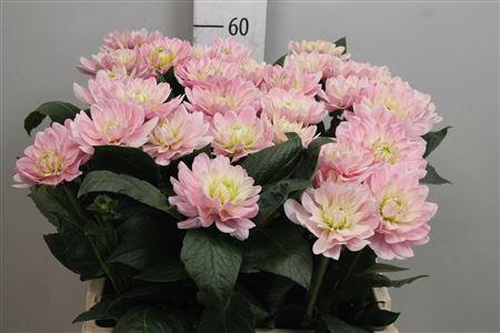 Dahlia Decor Grp 'Princess Kate'