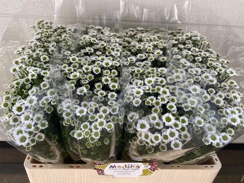 Chrysanthemum Indicum Grp tros santini Madiba Lindi White