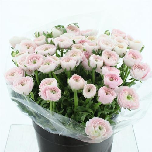 Ranunculus asiaticus Succes Hanoi