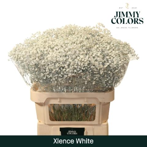 Gypsophila overig kleurbehandeld H%