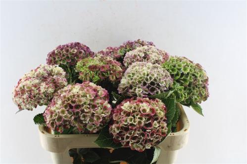 Hydrangea macrophylla Magical Revolution (classic)