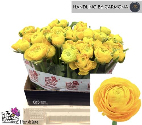 Ranunculus asiaticus 'Elegance Yellow'