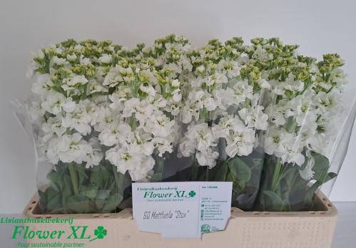 Matthiola incana 'Impala White'