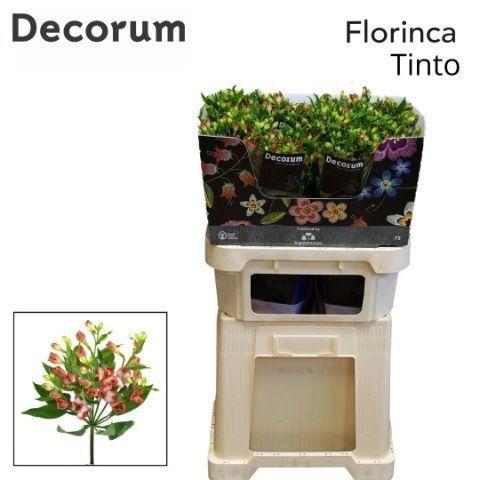 Alstroemeria florinca Tinto