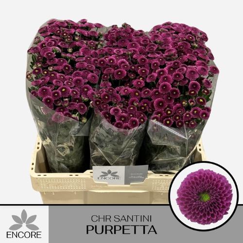 Chrysanthemum (Indicum Grp) tros santini AAA Purpetta