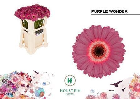 Gerbera mini Purple Wonder