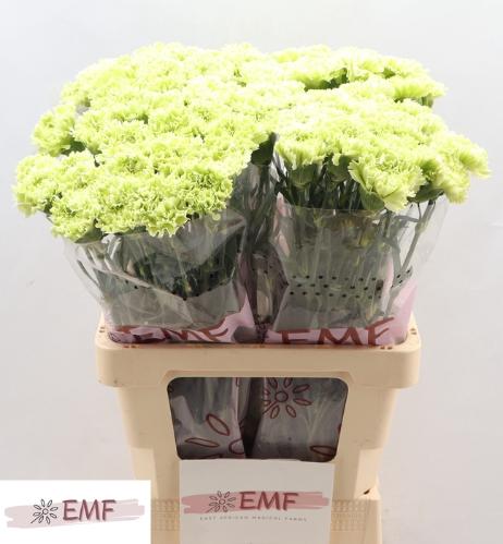 Dianthus standaard Goblin