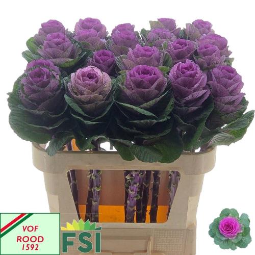 Brassica oleracea 'Red Crane'