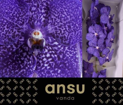 Vanda Sunanda Blueberry Smoothie