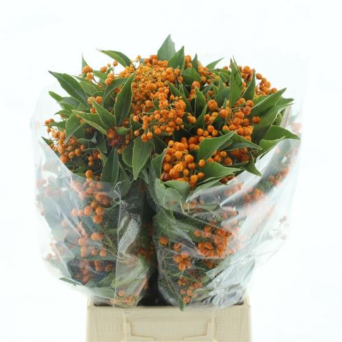 Pittosporum overig