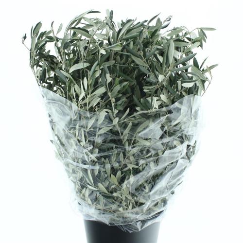 Olea europaea per bos