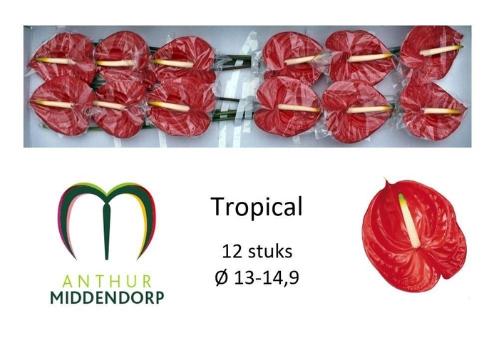 Anthurium Andreanum Grp 'Tropical'