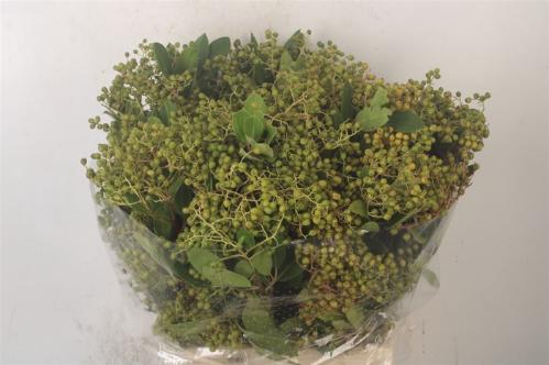 Decoratiegroen overig per bos