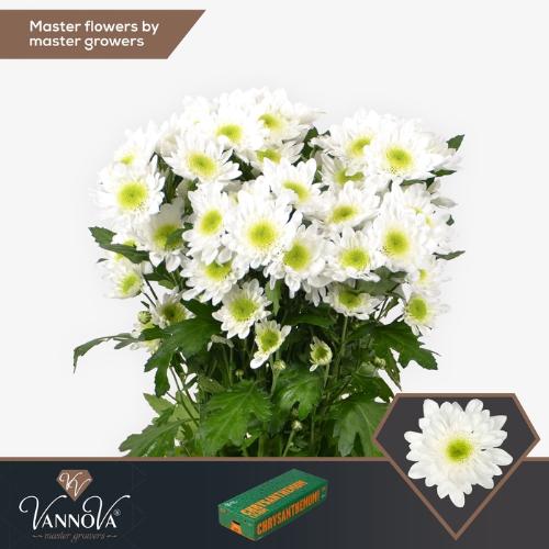Chrysanthemum Indicum Grp tros kas Radost