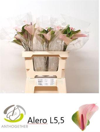 Anthurium Alero