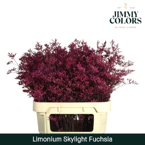 Limonium overig kleurbehandeld H%