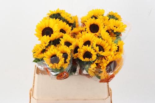 Helianthus annuus 'Orange Fire'