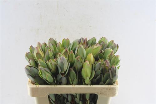Leucadendron discolor
