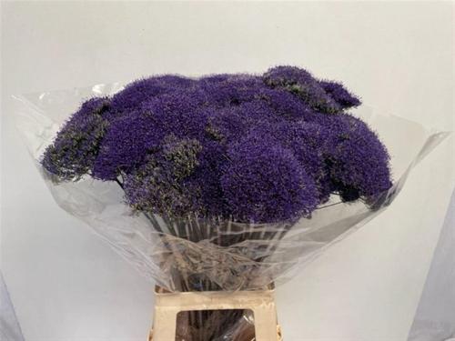 Trachelium caeruleum 'Lake Superior'