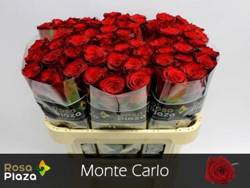 Rosa grootbloemig Monte Carlo