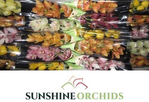 Cymbidium mini per tak gemengd