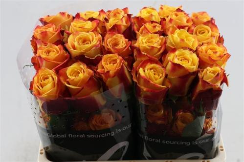 Rosa grootbloemig Silantoi