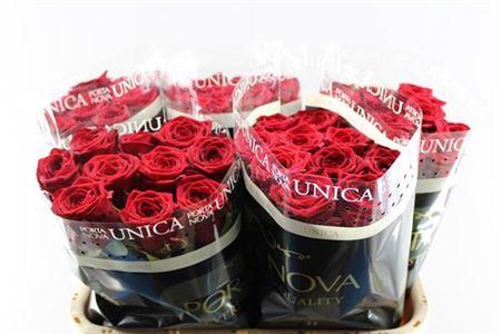 Rosa grootbloemig Red Naomi!